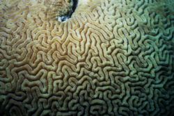 Brain coral, Ribbon Reef # 4, GBR Australia by Matthew Hull 